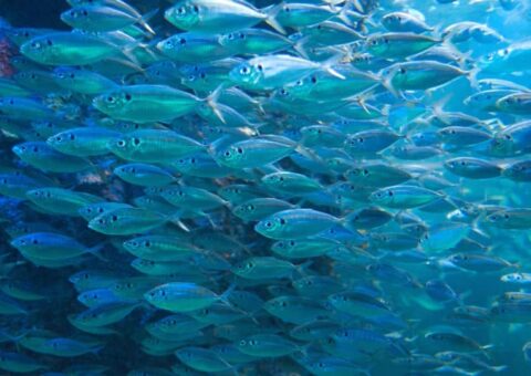 fish omega 3 image